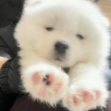 黑心猫