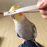 咪嗷嗷嗷哦
