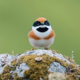 山雀
