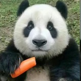 汤圆滚滚