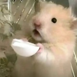 薯条🍟大人