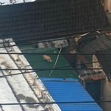 西瓜味餐包