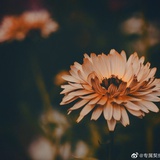 小米