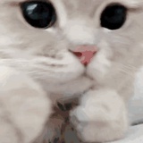 是咩咩