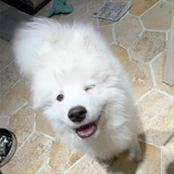 四弦相思