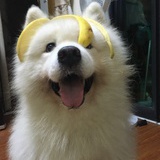 nino兔