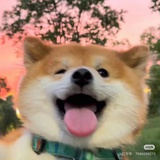 小羊肖恩
