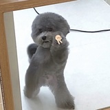 秀秀