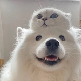 （.•᷄ࡇ•᷅· ）