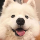 唯爱珍珠