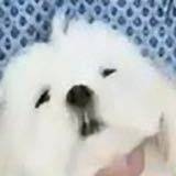 悲伤的跑山猪