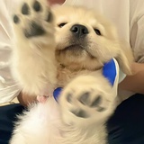 小狗椰挞