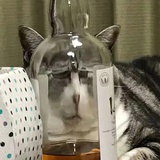 虾饺永远滴神