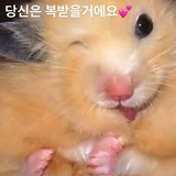 鹅鹅鹅鹅鹅