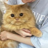 猹