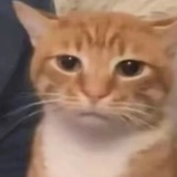 猫meme