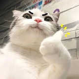 梦