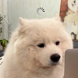 黎吧啦