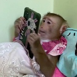 全是艾阿斯吼