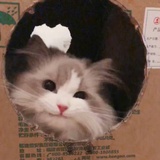 溺爱小猫
