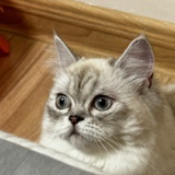 little