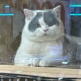 雀实不戳