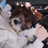 派派