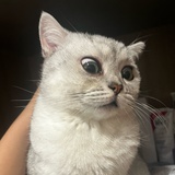 邪恶银渐层ovo