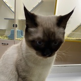 不流泪猫猫头