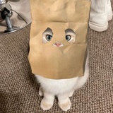 橘子是个桔