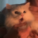 偷码头炒哎格