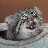 瞌睡猫
