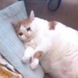 阿吸