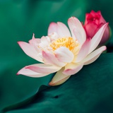 已麻