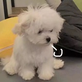 林景云（恋爱版
