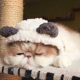 不会飞的猪