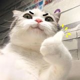猫尾巴卷
