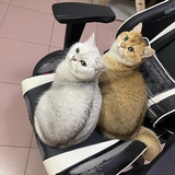 ~ りゝ未来の