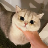 再来一个手枪腿
