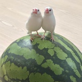 江湖扁子