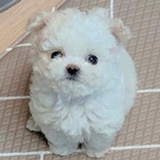 呵呵
