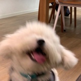 限定病娇狗狗