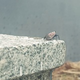 江云白