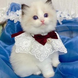鱼