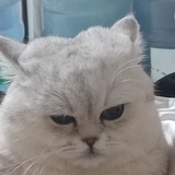 啊呜