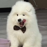 被驴了