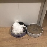 王小橘