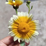 认真游戏