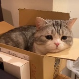 哇偶耶