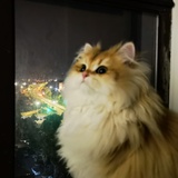不爱吃糖